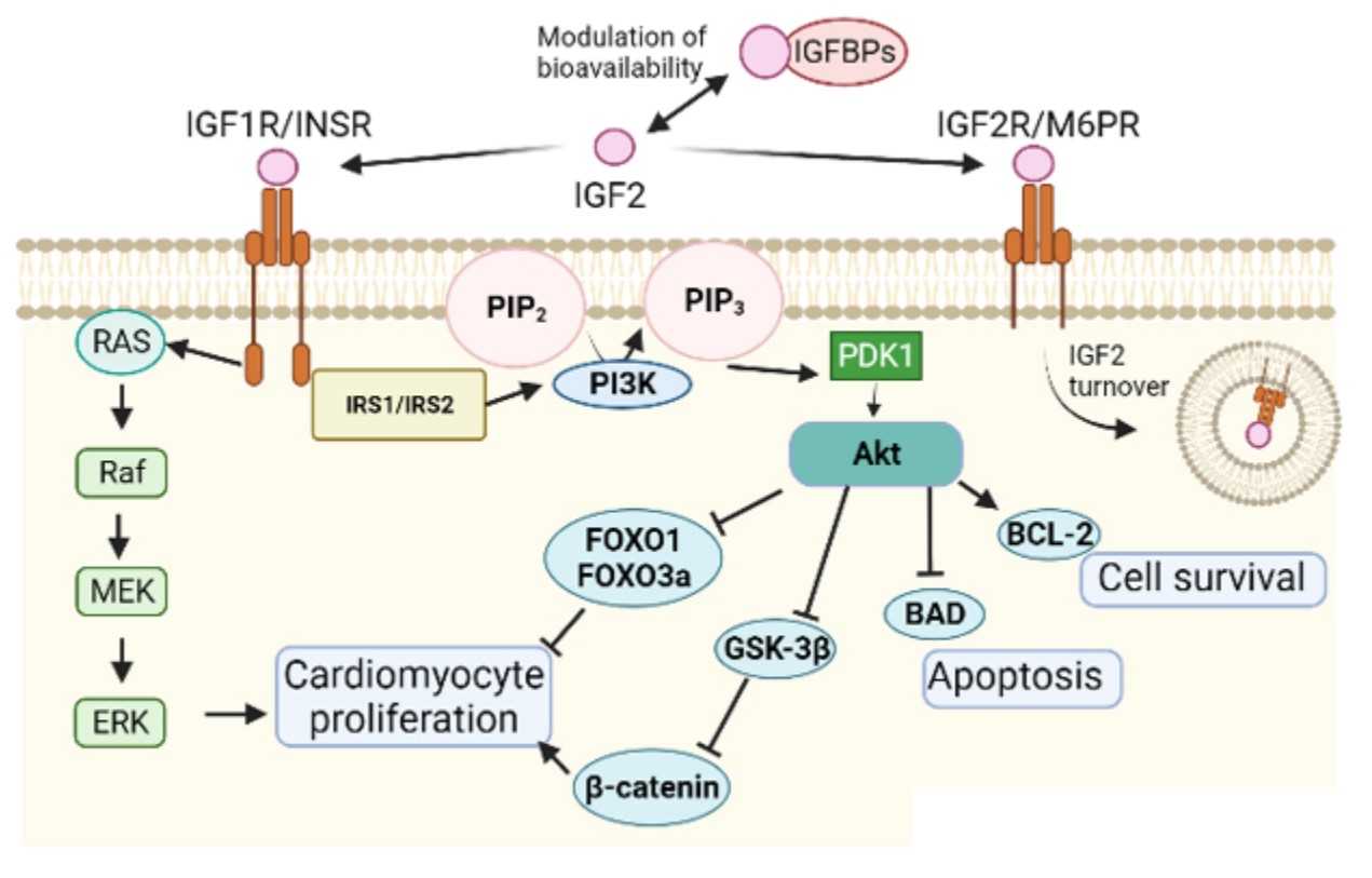 The insulin growth factor signalling pathway in myocardial development.jpg